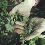 Tips voor tuinonderhoud